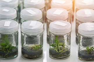 identificacion-adn-codigo-de-barras-plantas-biogenetixlab-sep20
